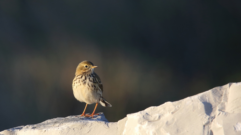 1431 Pipit farlouse.jpg