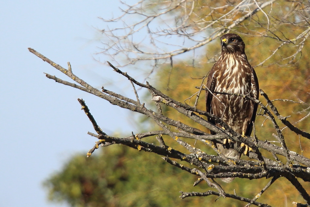 1439 Buse variable.jpg