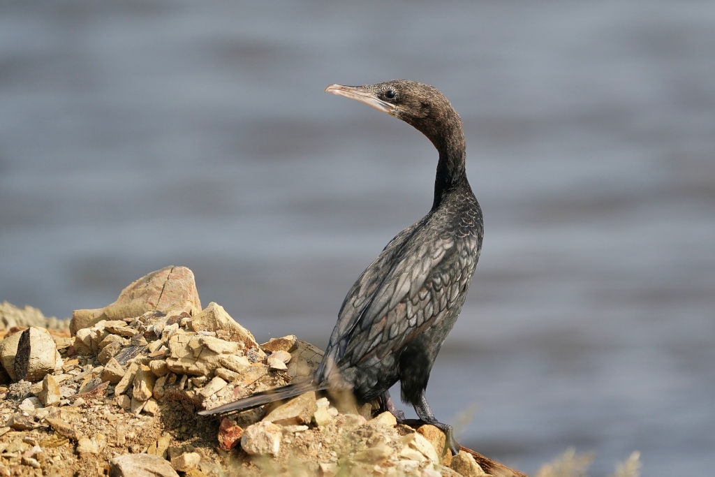 30-Cormorant de Viellot - Pak thale.JPG