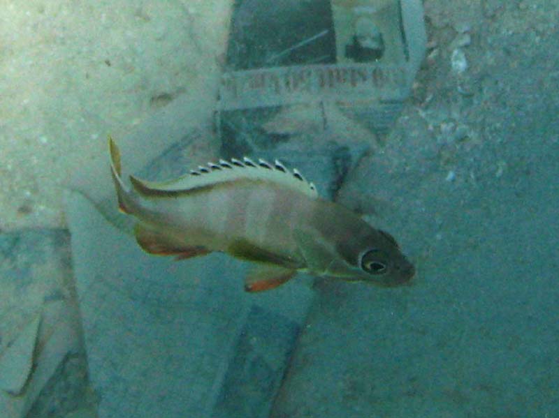 2007.11.11 20 Plage poissons.jpg
