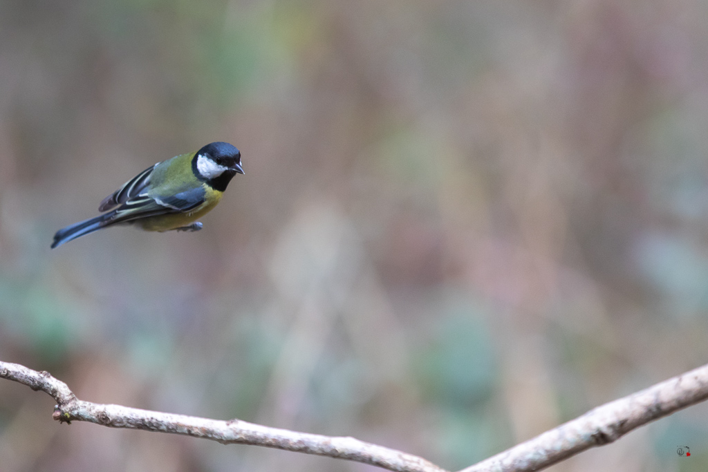 Mésange charbonnière (Parus major) Great Tit-508.jpg