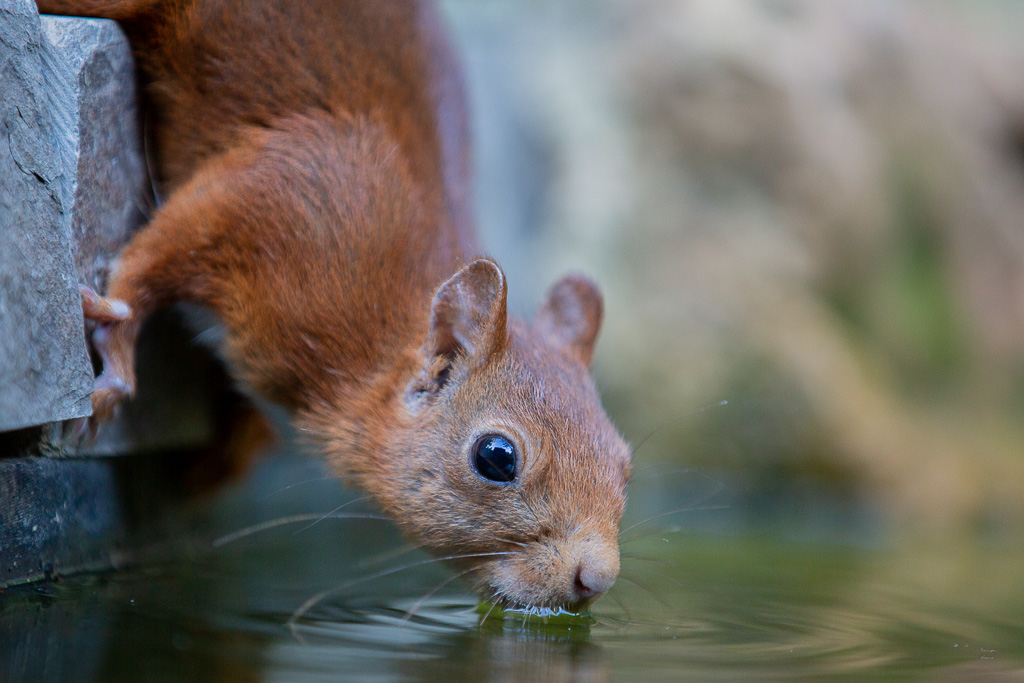 Ecureuil roux (Sciurus vulgaris) Red squirel-565.jpg