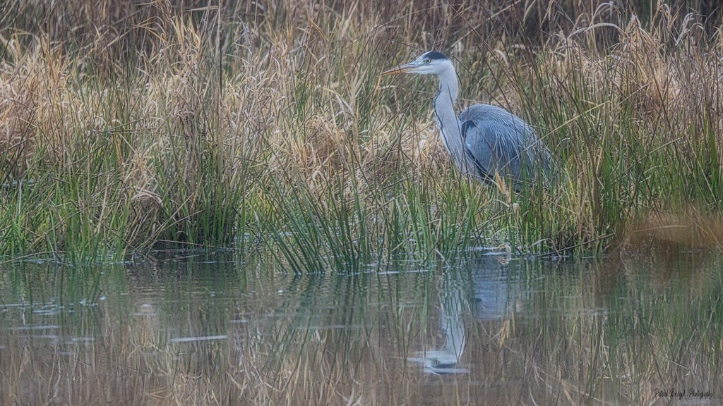 etang_de_la_sous.jpg