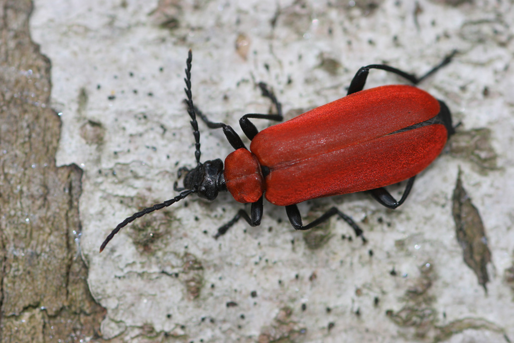 Pyrochroa coccinea 3.jpg