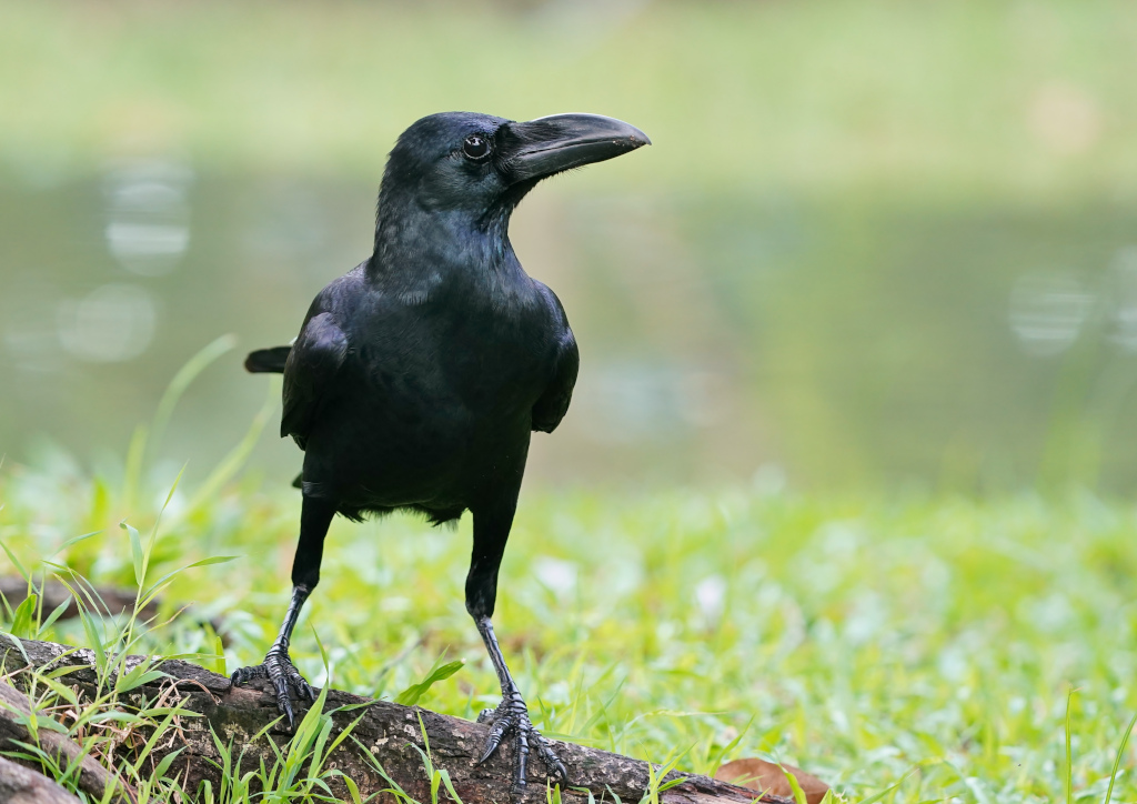 245-Corbeau à gros bec - LumpiniNP.JPG