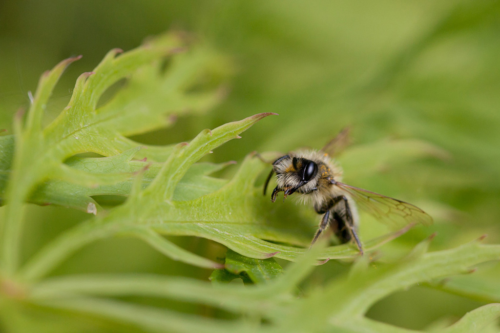 IMG_3094 andrena sp 2.jpg