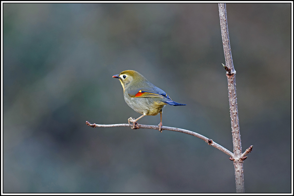 Léiothrix_jaune(Leiothrix-lutea)(126).jpg