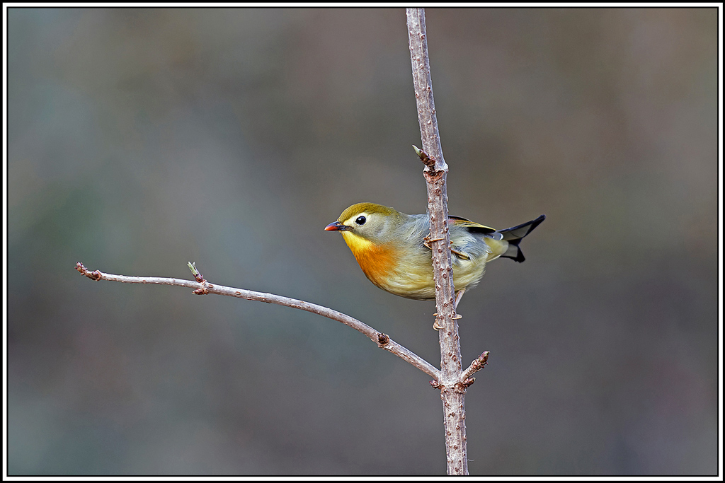 Léiothrix_jaune(Leiothrix-lutea)(122).jpg