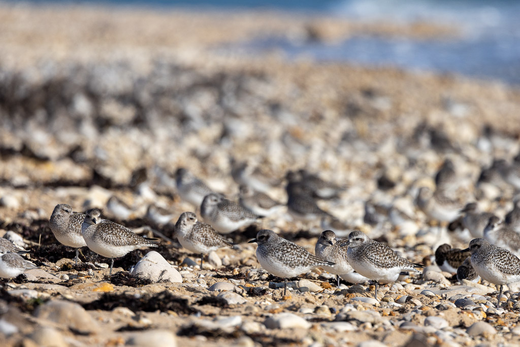 Bécasseau sanderling (Calidris alba)-89.jpg