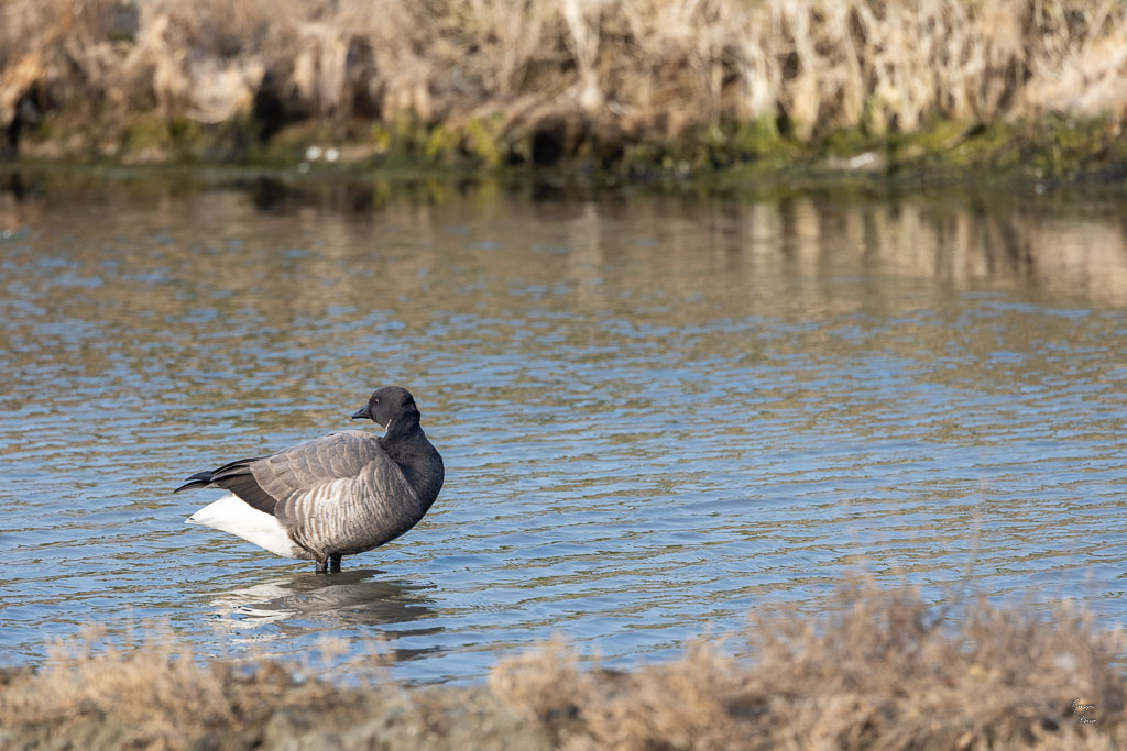 Bernache cravant (Branta bernicla)-11.jpg