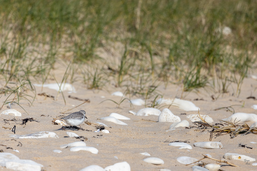 Bécasseau sanderling (Calidris alba)-49.jpg