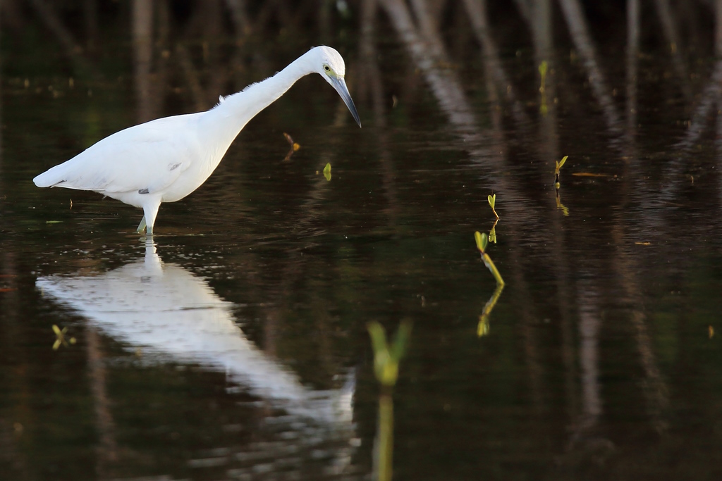 061 Aigrette bleue immature.jpg