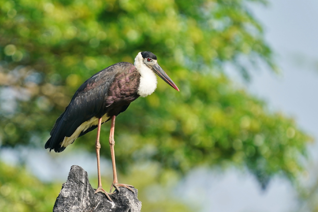 3-Cigogne épiscopale-minneria.JPG