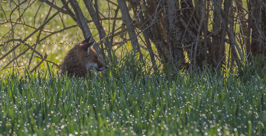 Renard -10-.jpg