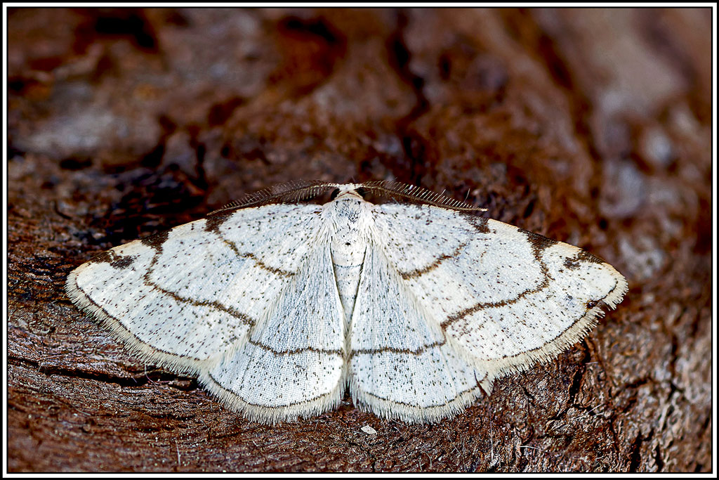 Stéganie_du_peuplier(Stegania_trimaculata)(3_4).jpg