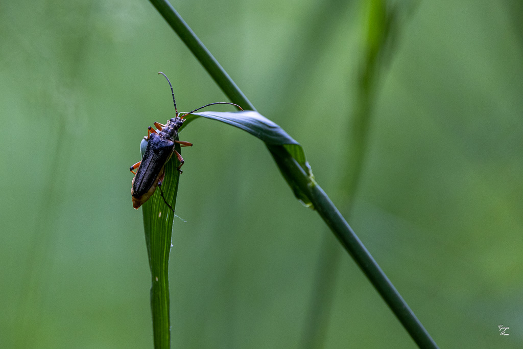 Lepture du milieu (Stenocorus meridianus)-4.jpg