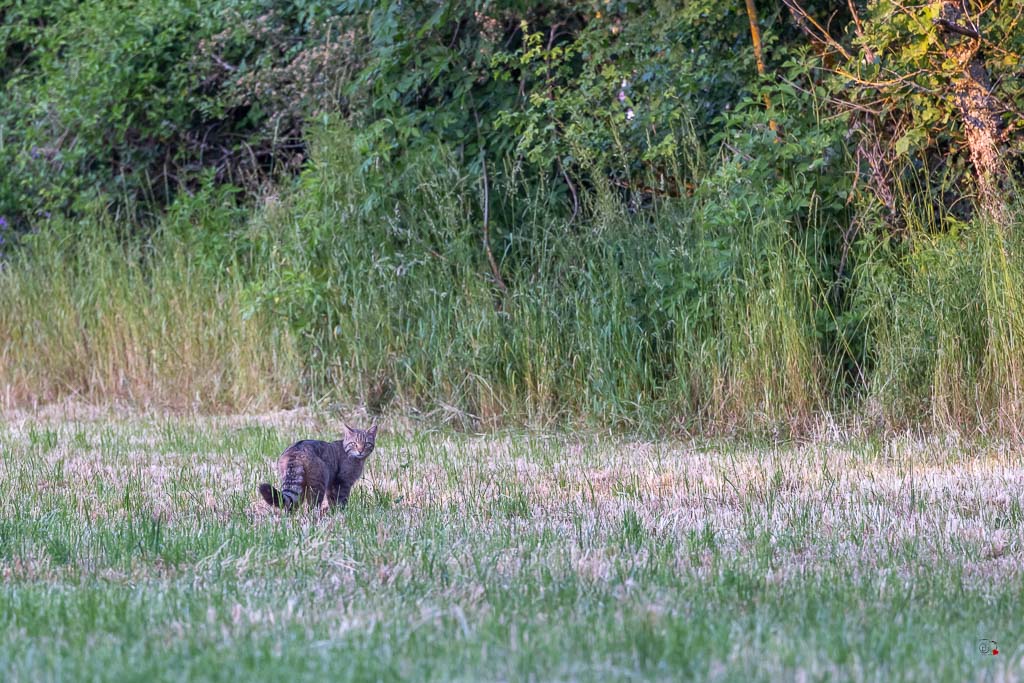 Chat Forestier (Felis silvestris) Wildcat-32.jpg
