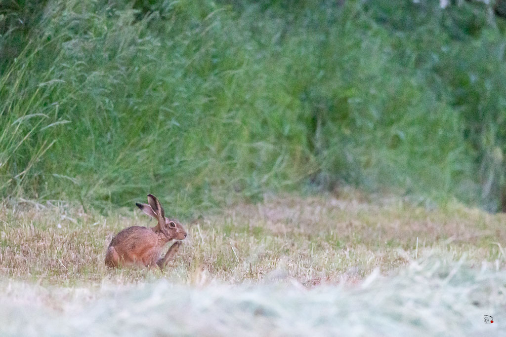 Lièvre d'Europe (Lepus europaeus)-Broxn hare-512.jpg