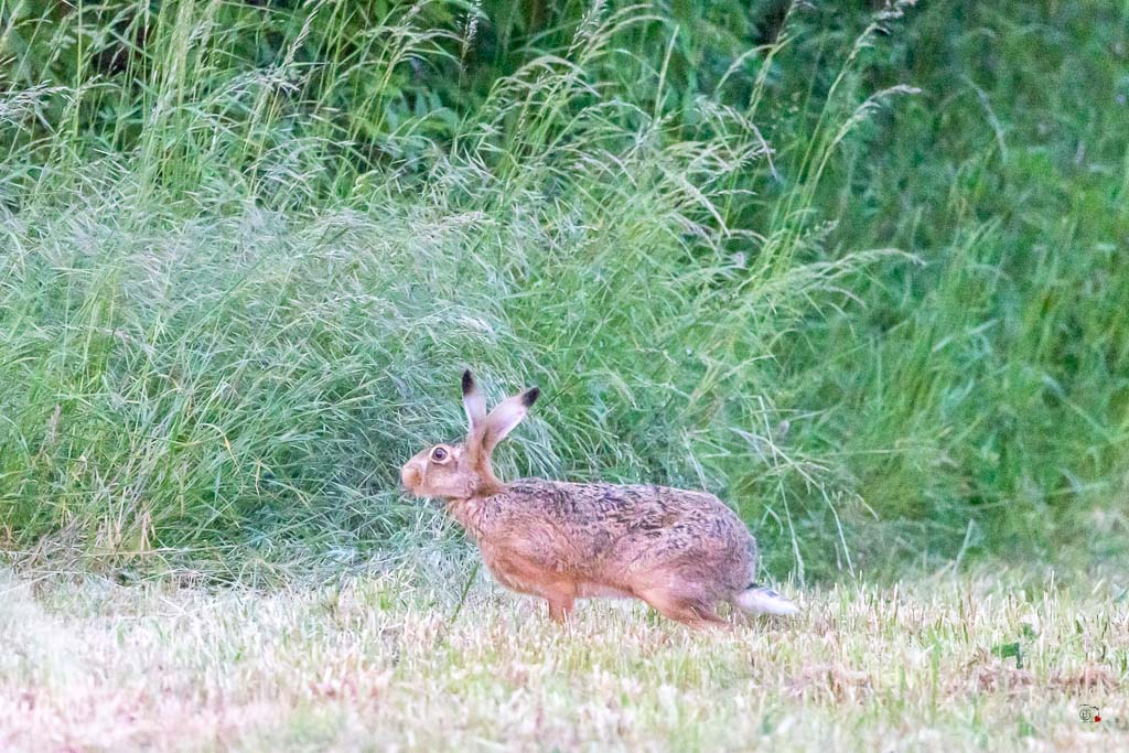 Lièvre d'Europe (Lepus europaeus)-Broxn hare-517.jpg