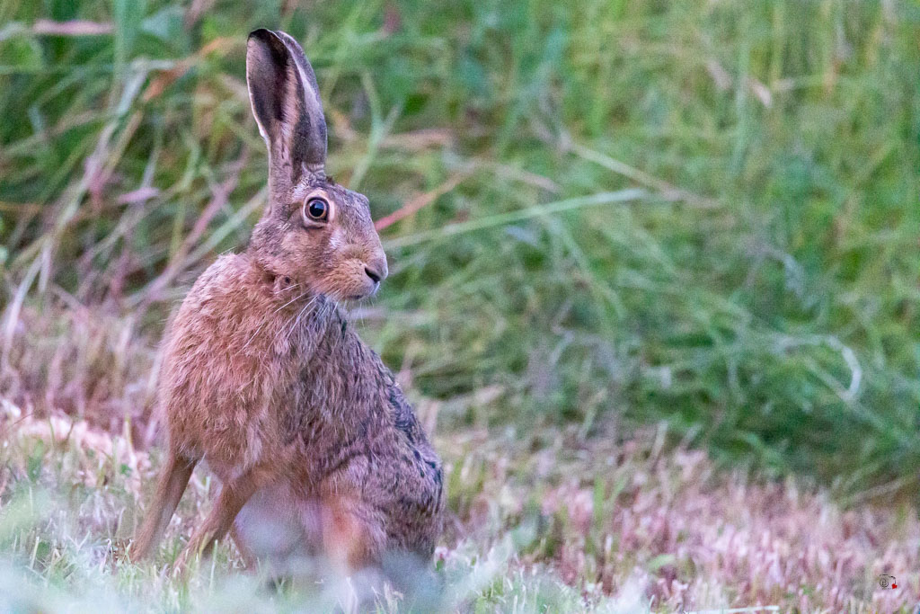 Lièvre d'Europe (Lepus europaeus)-Broxn hare-531.jpg