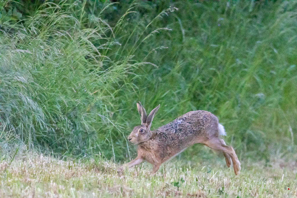 Lièvre d'Europe (Lepus europaeus)-Broxn hare-536.jpg