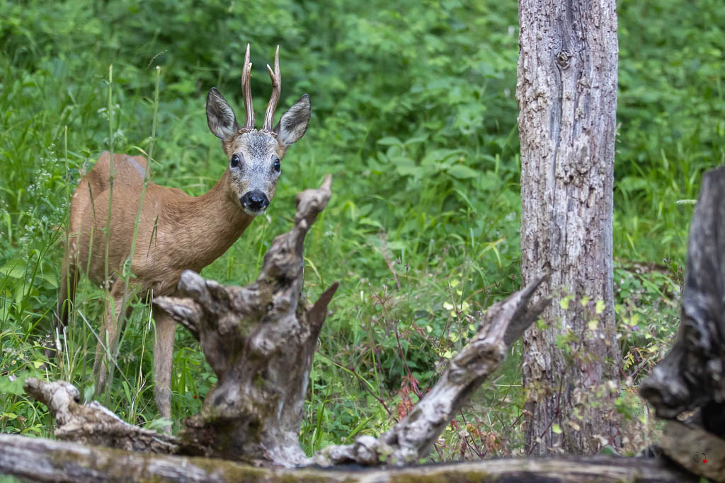 Chevreuil d'Europe (Capreolus capreolus) Roe deer-814.jpg