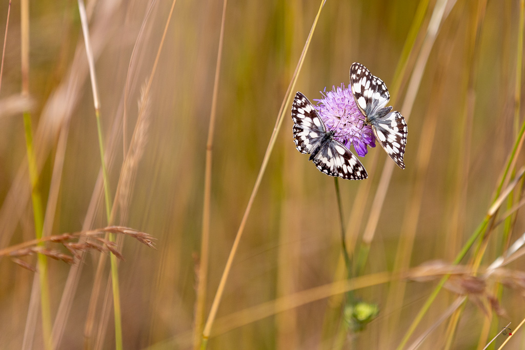 Demi-deuil (Melanargia galathea)-5.jpg