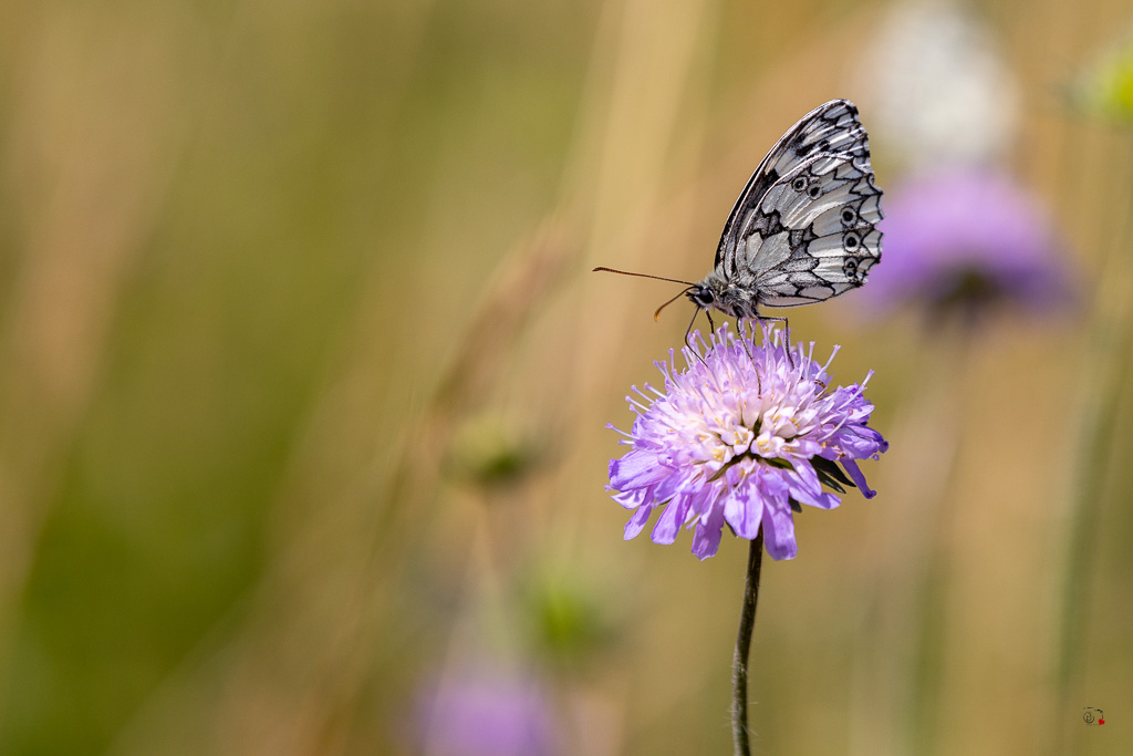 Demi-deuil (Melanargia galathea)-37.jpg