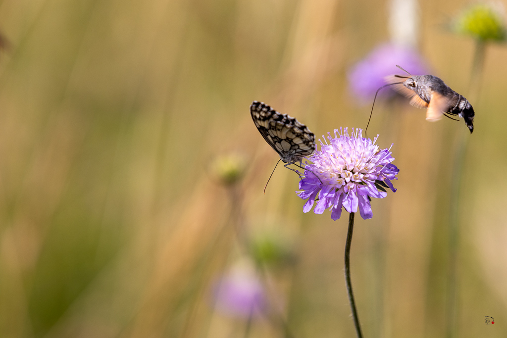 Demi-deuil (Melanargia galathea)-53.jpg