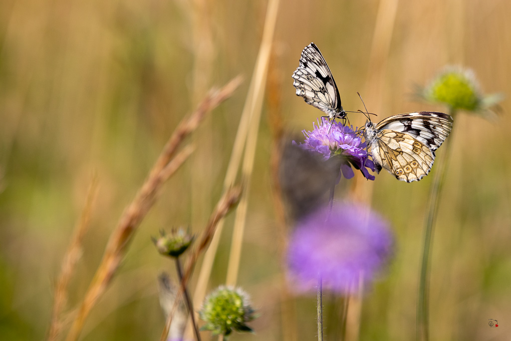 Demi-deuil (Melanargia galathea)-54.jpg