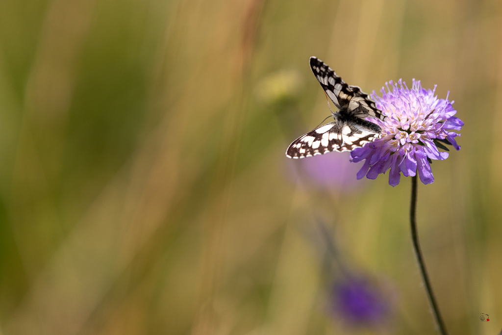 Demi-deuil (Melanargia galathea)-67.jpg