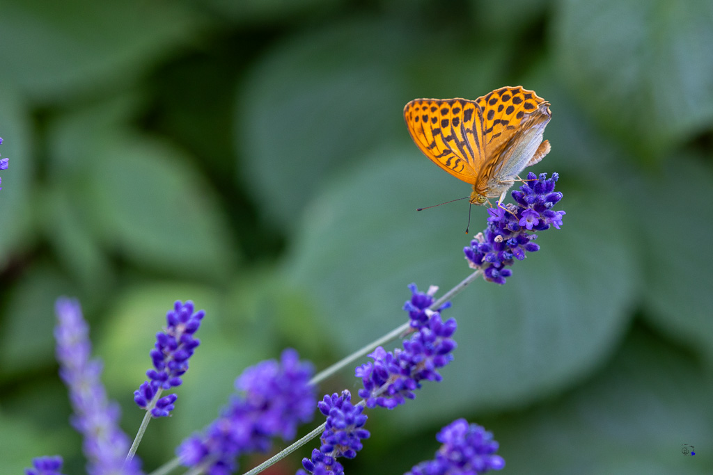 Tabac d'Espagne (Argynnis paphia)-2.jpg