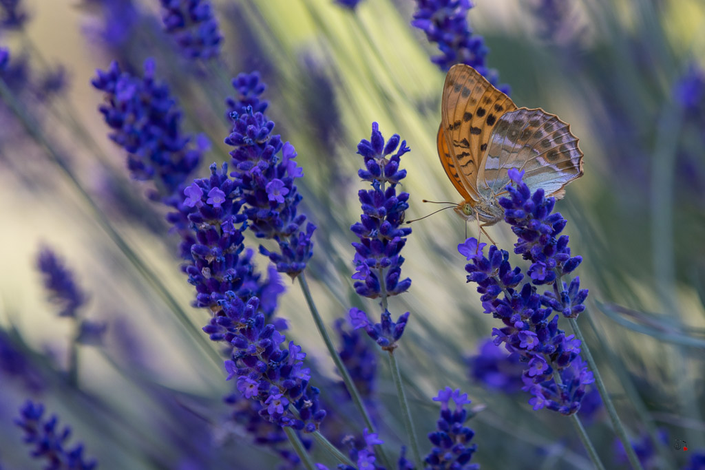 Tabac d'Espagne (Argynnis paphia)-3.jpg