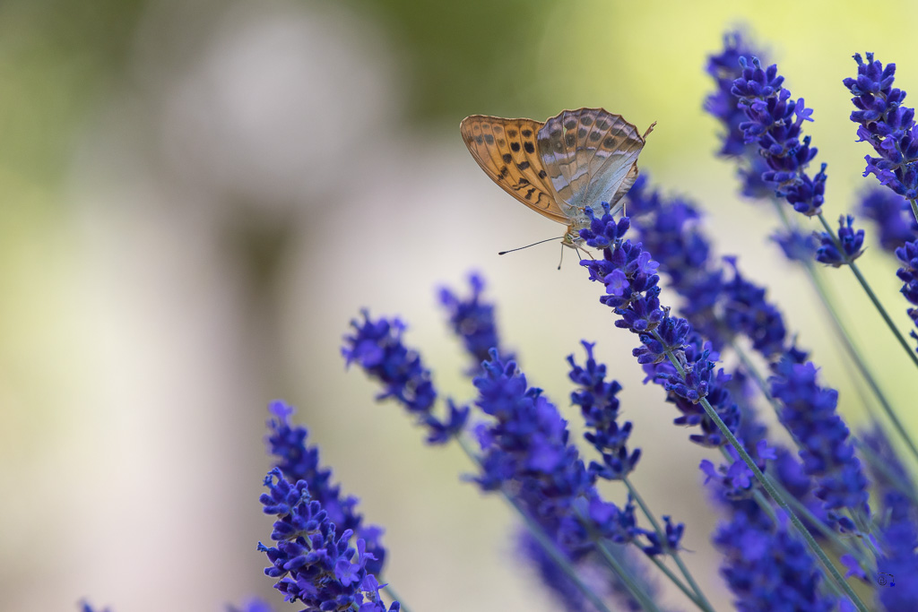 Tabac d'Espagne (Argynnis paphia)-5.jpg