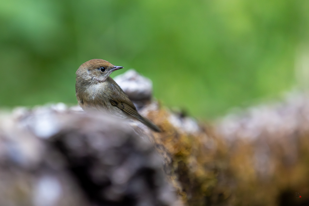 Fauvette à tête noire (Sylvia atricapilla) Blackcap-246.jpg