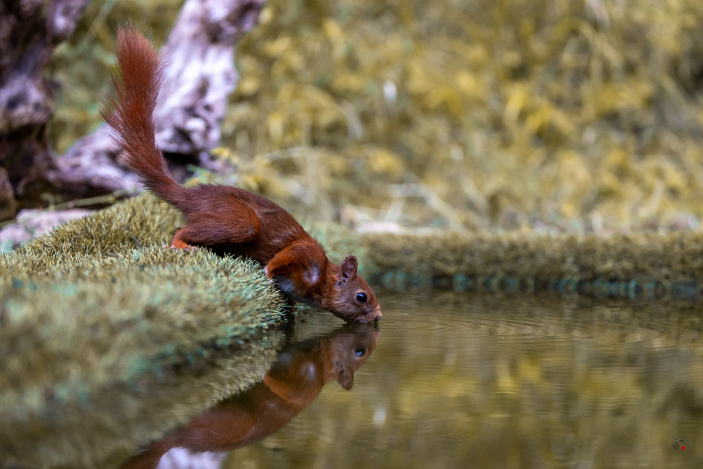 Ecureuil roux (Sciurus vulgaris) Red squirel-604.jpg