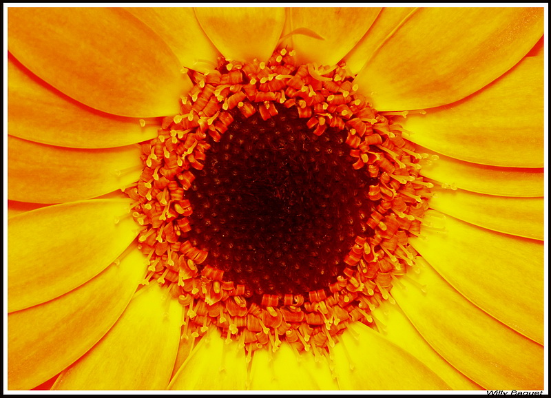 Gerbera 2.jpg