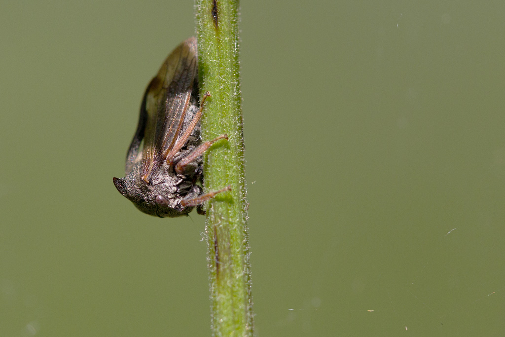 85 -Centrote cornu - Centrotus cornutus.jpg