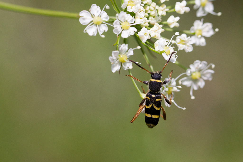 88 - Clytus arietis.jpg