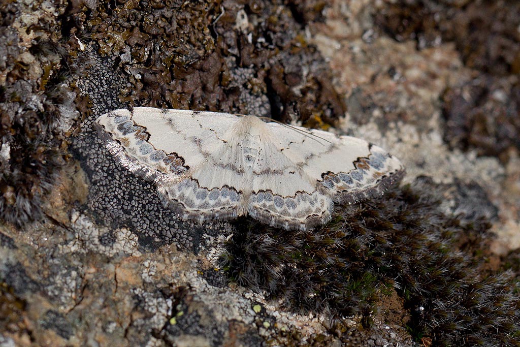 93 - Scopula decorata - L'Acidalie décorée, la Cendrée.jpg