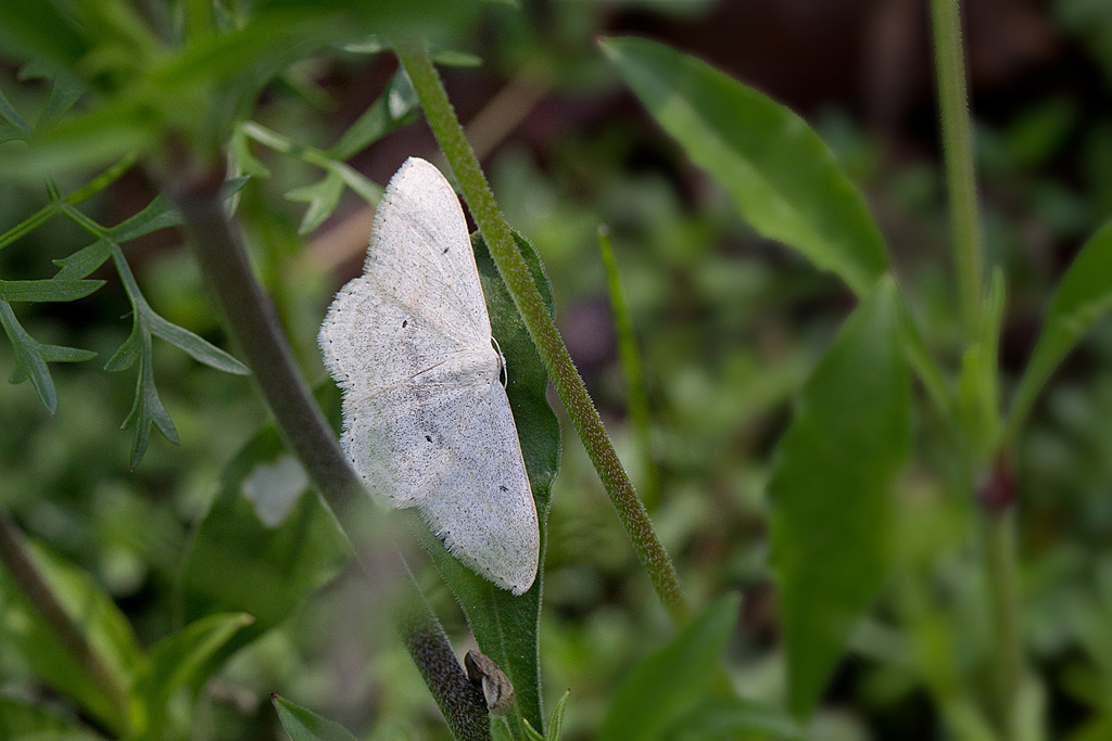 94 - Scopula incanata - Acidalie grisonnante.jpg