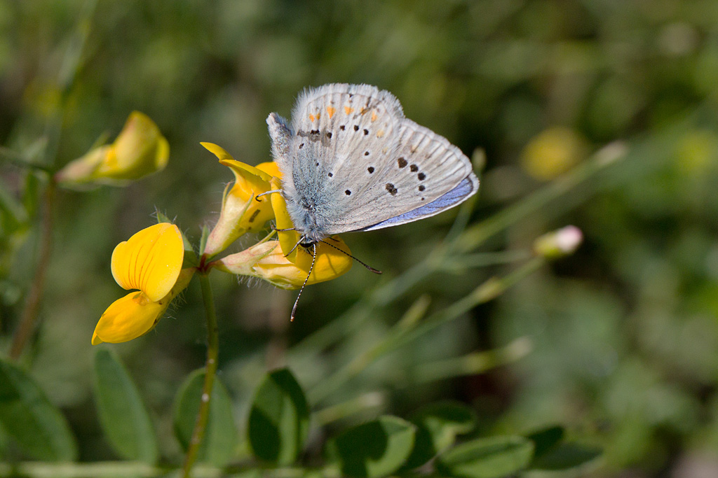 95 - Polyommatus dorylas  - L'Azuré du Mélilot 2.jpg