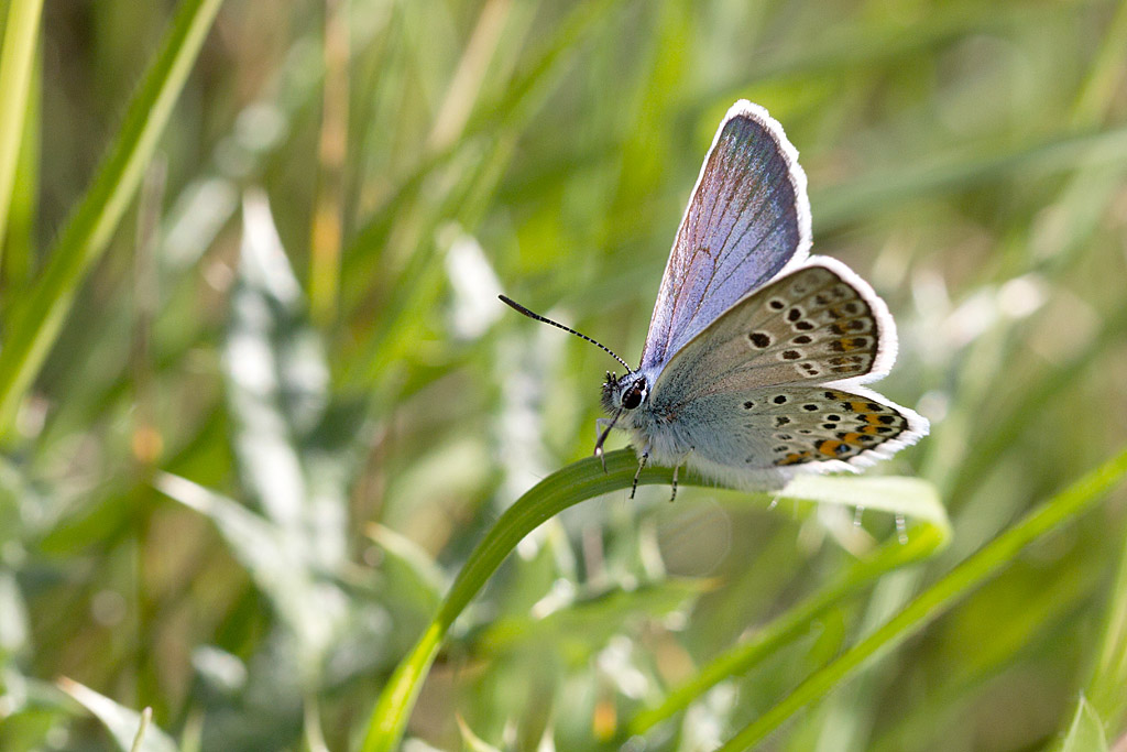 96 - Plebejus argus 3.jpg