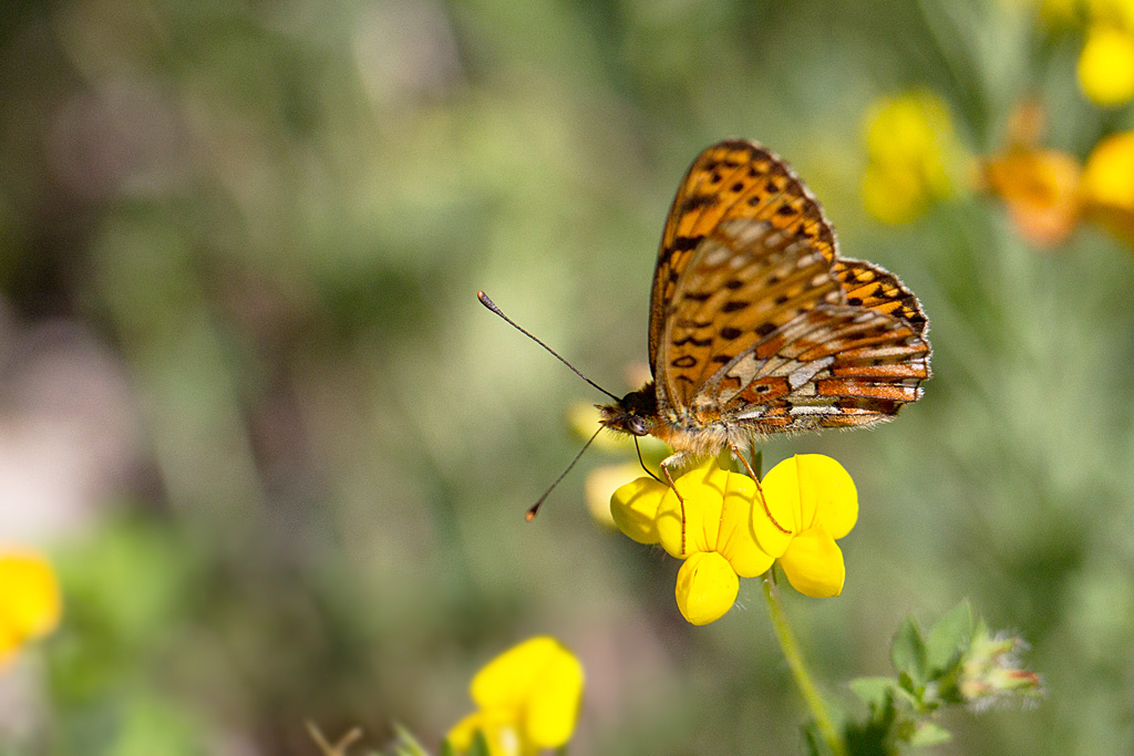 98 - Boloria euphrosyne - Le Grand Collier argenté.jpg