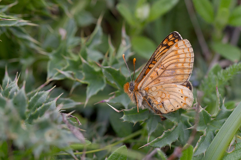 100- Euphydryas aurinia - Le Damier de la succise 5.jpg