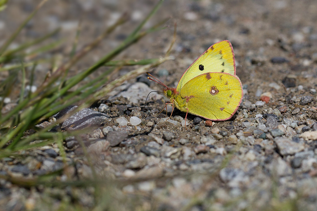 104 - Colias hyale - alfacariensis.jpg