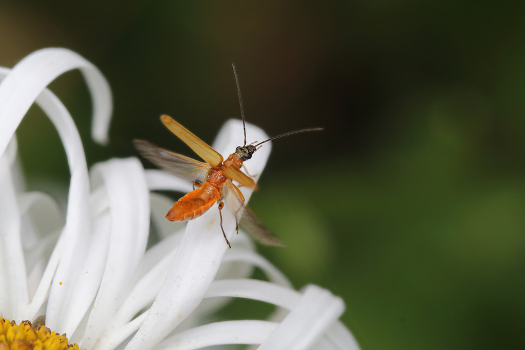 Rhagonycha nigriceps  2.JPG