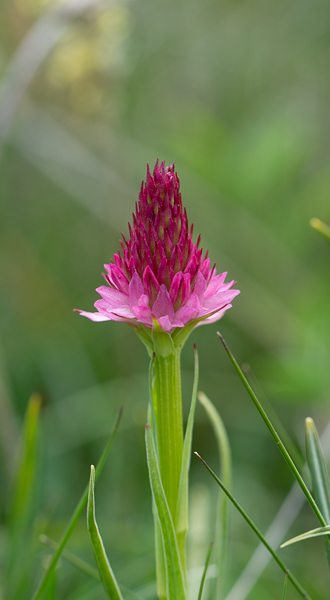 -9- Balade avec Robert le petit. Orchis vanille.jpg