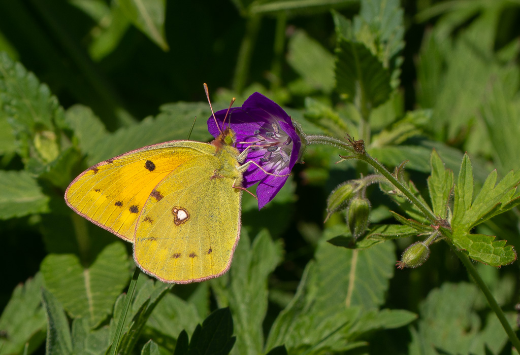 Papillon Souffré -23-.jpg