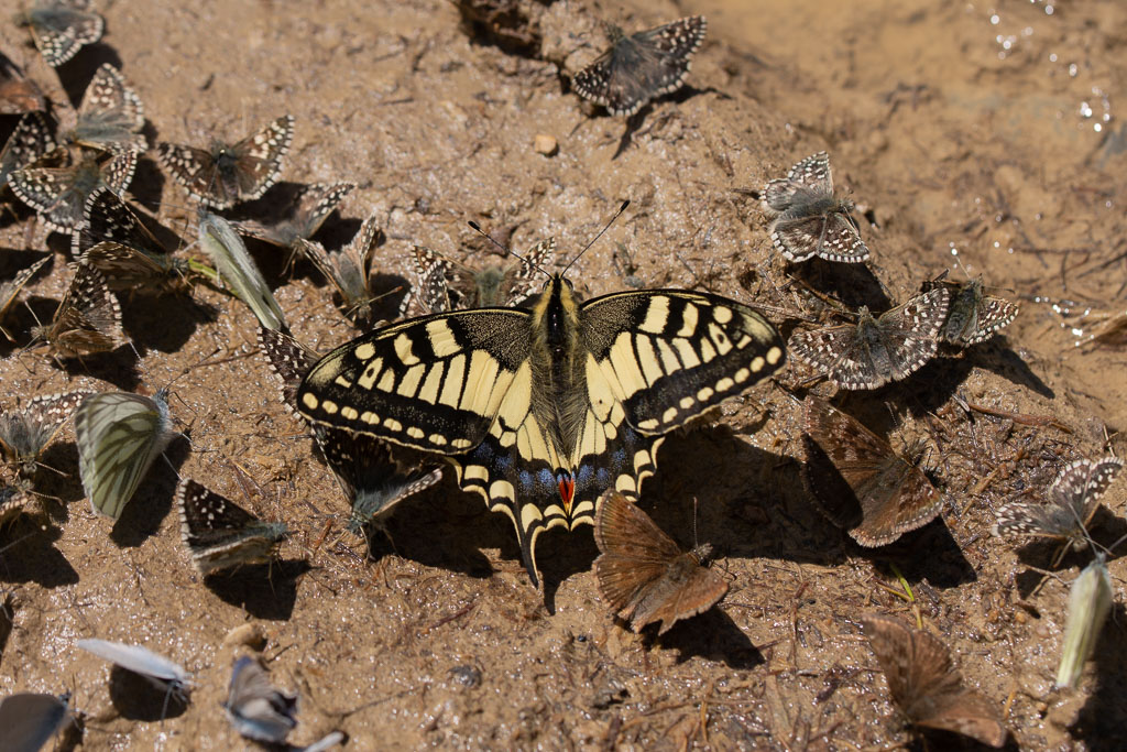 Papillon Machaon (9).jpg